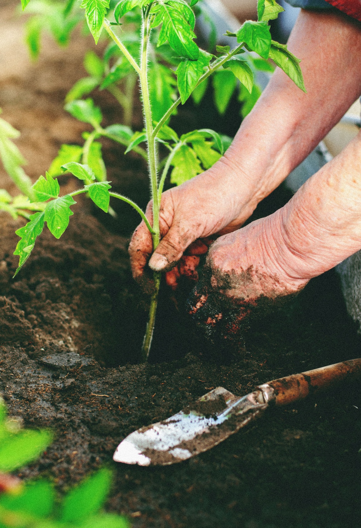 Handen die een jonge plant in de aarde zetten - nieuwe start na vrijstelling van werk in een VSO